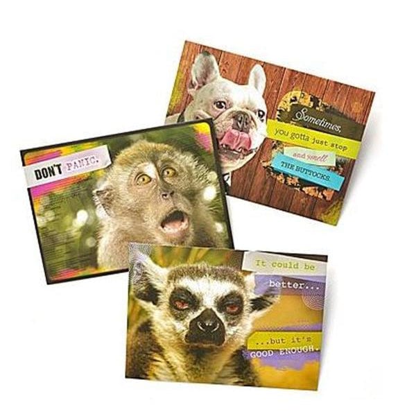 Gartner Greetings Pet Humor Greeting Cards, 3 Pack, Blank Gartner Studios Greeting Cards 45219P