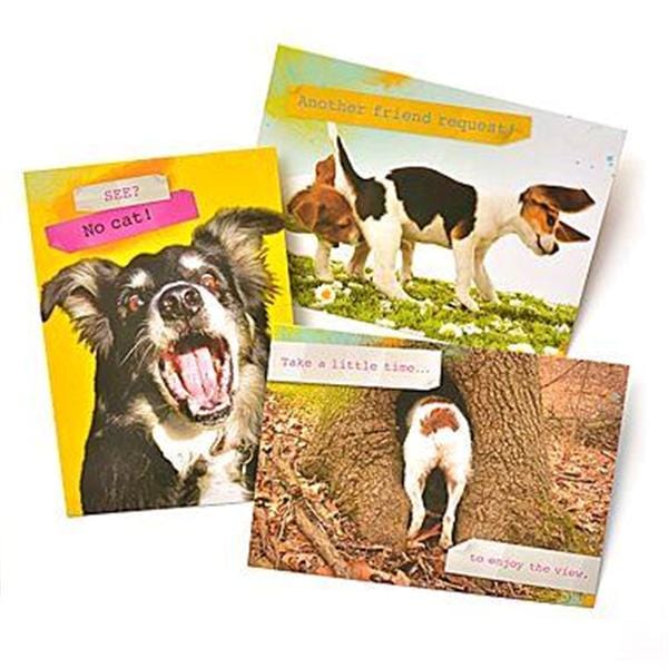 Gartner Greetings Pet Humor Greeting Cards, 3 Pack, Thinking Of You Gartner Studios Greeting Cards 45230P