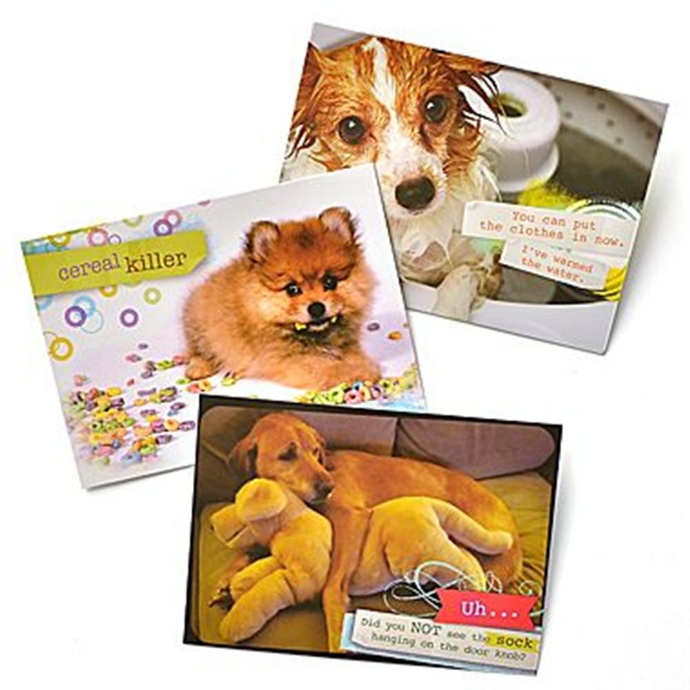 Pet Humor Birthday Greeting Cards Set 1, 3 Pack Gartner Studios Greeting Cards 45216P